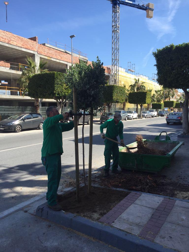 Reemplazo de tres árboles en la travesía e investigación de un posible envenenamiento