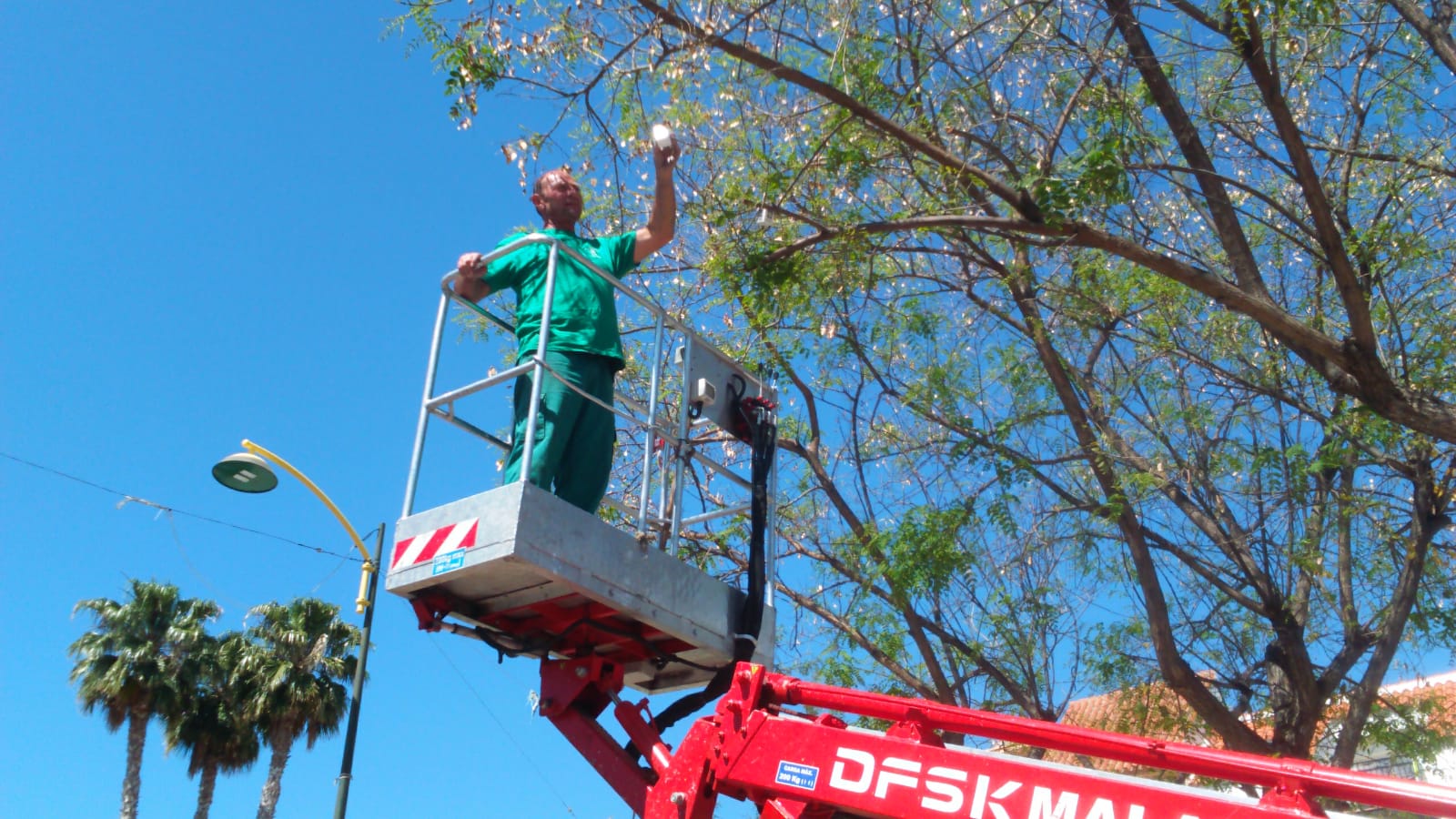 Depósito de las larvas en una jacaranda