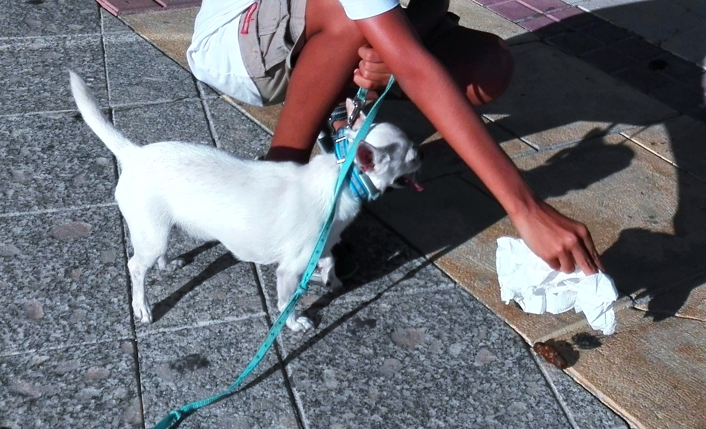 Un joven recoge los excrementos de su mascota