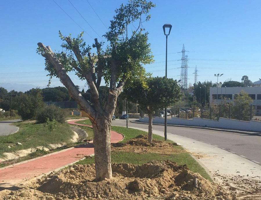 Trasplante de arboles hasta Taralpe